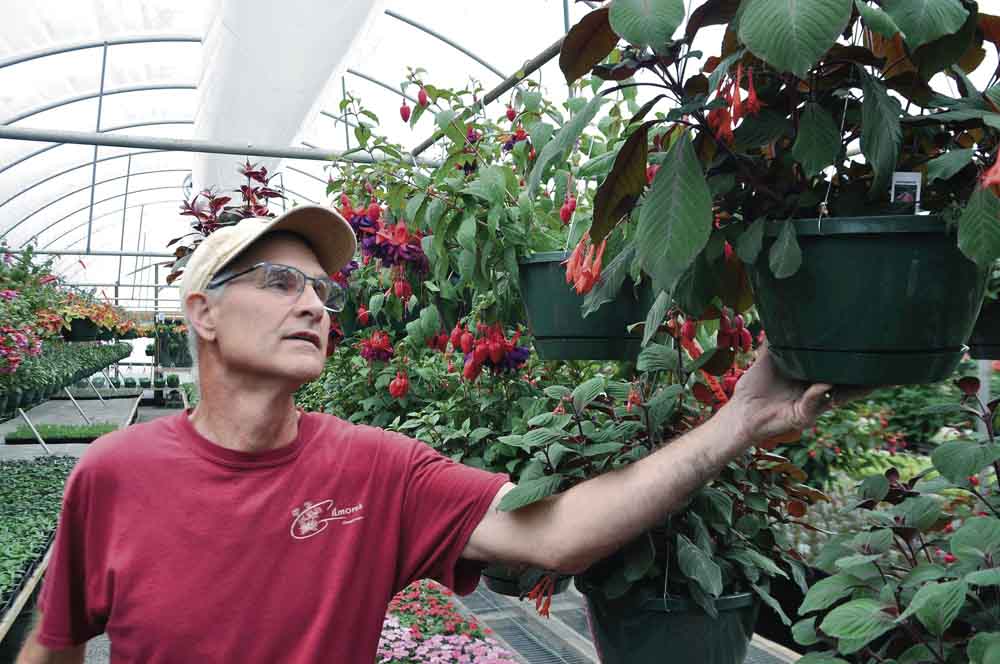 Area greenhouses feel impact of pandemic News, Sports, Jobs Tribune